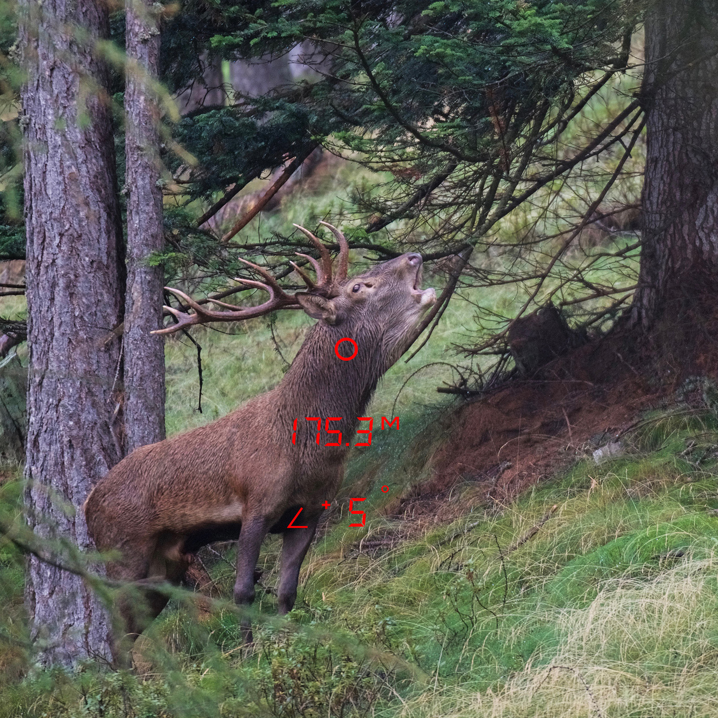 Rangeguide 2800 8x50 Entfernungsmesser